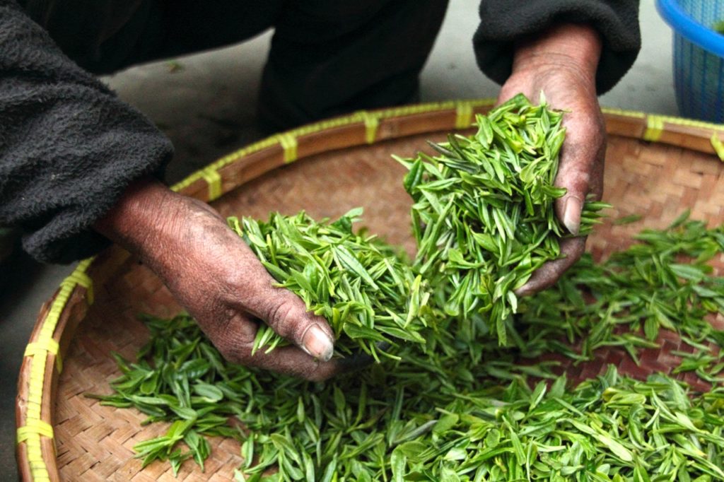 手揉みされる茶葉