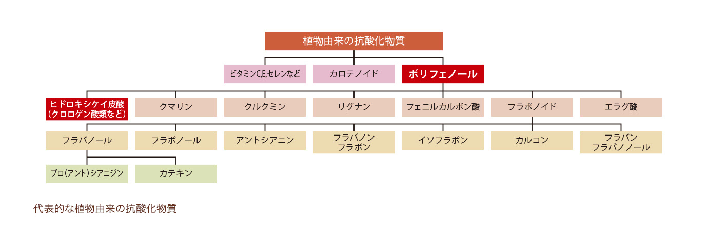 カテキンはポリフェノールの一種